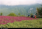 أشکورات مرکز زهرة الکحل فی إیران