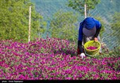 أشکورات مرکز زهرة الکحل فی إیران