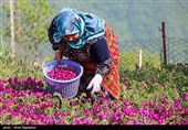 أشکورات مرکز زهرة الکحل فی إیران