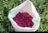أشکورات مرکز زهرة الکحل فی إیران