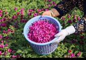 أشکورات مرکز زهرة الکحل فی إیران