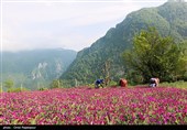 أشکورات مرکز زهرة الکحل فی إیران