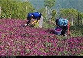 أشکورات مرکز زهرة الکحل فی إیران
