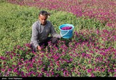 أشکورات مرکز زهرة الکحل فی إیران