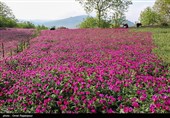 أشکورات مرکز زهرة الکحل فی إیران