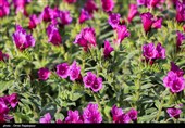 أشکورات مرکز زهرة الکحل فی إیران