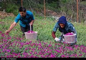 أشکورات مرکز زهرة الکحل فی إیران
