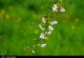 شکوفه های بهاری ابهر - زنجان