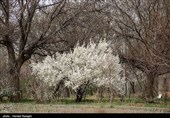 شکوفه های بهاری ابهر - زنجان