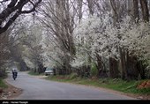 شکوفه های بهاری ابهر - زنجان