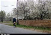 شکوفه های بهاری ابهر - زنجان