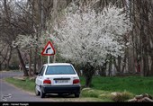 شکوفه های بهاری ابهر - زنجان