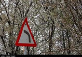 شکوفه های بهاری ابهر - زنجان