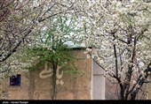 شکوفه های بهاری ابهر - زنجان