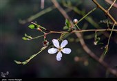 شکوفه های بهاری ابهر - زنجان