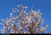 شکوفه های بهاری ابهر - زنجان