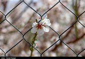 شکوفه های بهاری ابهر - زنجان