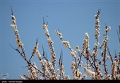 شکوفه های بهاری ابهر - زنجان
