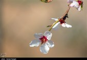 شکوفه های بهاری ابهر - زنجان