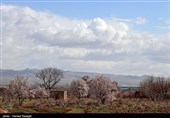 شکوفه های بهاری ابهر - زنجان
