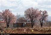 شکوفه های بهاری ابهر - زنجان