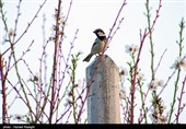 شکوفه های بهاری ابهر - زنجان
