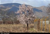 شکوفه های بهاری ابهر - زنجان