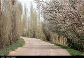 شکوفه های بهاری ابهر - زنجان