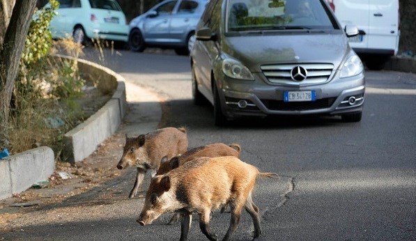 بحران های محیط زیست , 