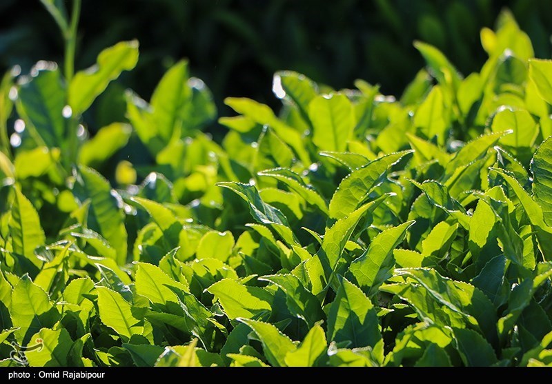 بهداشت و درمان , تغذیه سالم ,