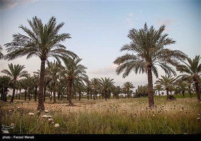 هجوم ریزگردها به پایتخت نتیجه‌ مبارزه با سرسبزی جلگه حاصل‌خیز خوزستان است