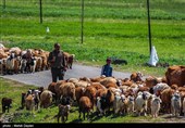 آغاز کوچ پاییزی 11 هزار خانوار عشایری در لرستان/ پلیس‌راه ‌یک هشدار جدی داد