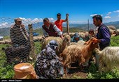تصمیمی برای برگزاری جشنواره کوچ عشایر نگرفته ایم