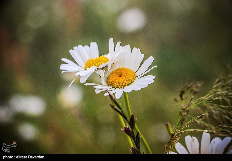 بهداشت و درمان , تغذیه سالم , طب سنتی ,