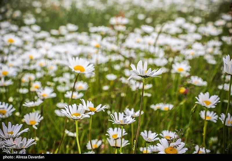 بهداشت و درمان , تغذیه سالم , طب سنتی ,