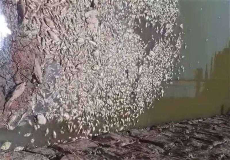 استان کرمان , فیلم , 