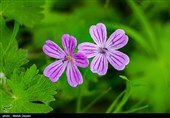 طبیعت منطقه ارسباران - آذربایجان شرقی 