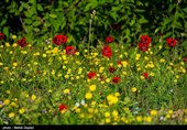 عنوان طبیعت منطقه ارسباران - آذربایجان شرقی 