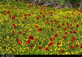 طبیعت منطقه ارسباران - آذربایجان شرقی 