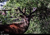 طبیعت منطقه ارسباران - آذربایجان شرقی 