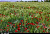 طبیعت منطقه ارسباران - آذربایجان شرقی 
