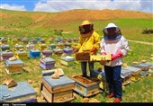عسل لرستان؛ از ظرفیت‌های طبیعی تا ضرورت شکل‌گیری زنجیره علمی و اقتصادی