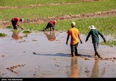 نشاء برنج در شهر ویسیان استان لرستان