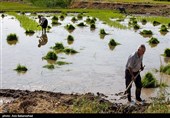 نشاء برنج در شهر ویسیان استان لرستان