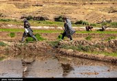 نشاء برنج در شهر ویسیان استان لرستان