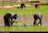 نشاء برنج در شهر ویسیان استان لرستان