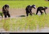 نشاء برنج در شهر ویسیان استان لرستان