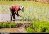 نشاء برنج در شهر ویسیان استان لرستان