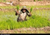 نشاء برنج در شهر ویسیان استان لرستان