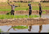 نشاء برنج در شهر ویسیان استان لرستان